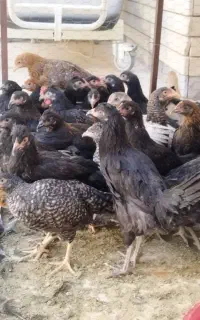 تعدادی جوجه مرغ 5 ماهه نژاد قلم سیاه دم جارویی