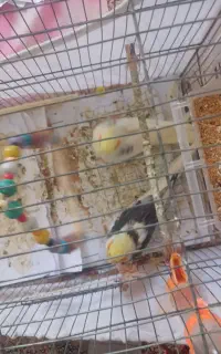 یک جفت عروس کار داده