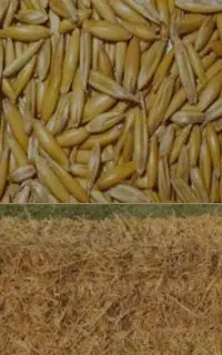 جو و کاه