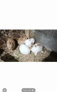 پنج عدد بچه خرگوش علفخوار دوتا چشم قرمز