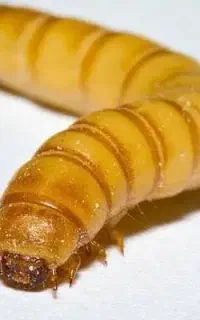 میلورم زنده و خشک