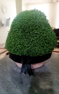 سبزه مراسم چهلم،سالگرد
