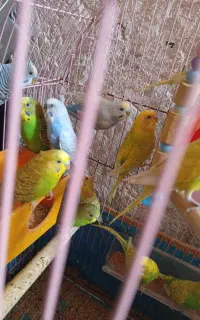 مرغ عشق