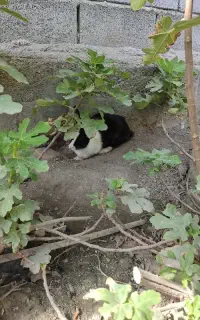 خرگوش ماده