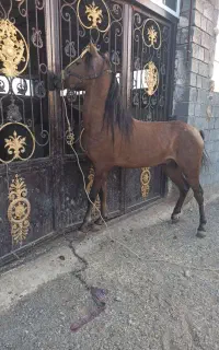 فروش اسب