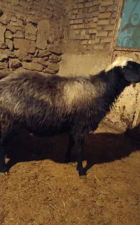 گوسفند قوچ