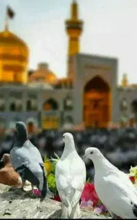 گنبد طلا امام رضا ع جای برای دل سپردن