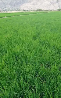 تخم چلتیک (شلتوک) شمیم سورتینگ شده یکدست