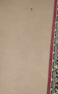 موکت