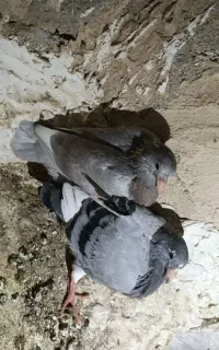 کبوتر طوقی