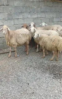 گوسفند