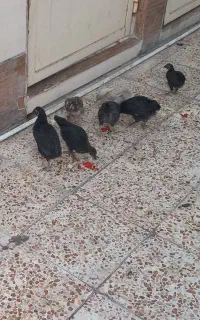 جوجه