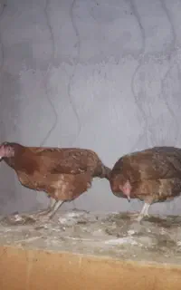 مرغ .و خروس .لاری .محلی . برهما  و کرچ