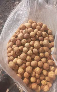 فروش لیمو خشک