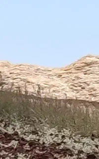 کاه به صورت عمده خرده