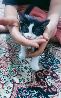 واگذاری گربه