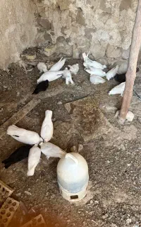 کبوتر پاپر گورک