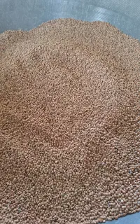 عدس قرمز خوشپخت