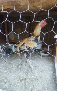 فروش خروس لاری