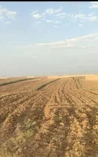 زمین دیم شخم زده اجاره داد می‌شود