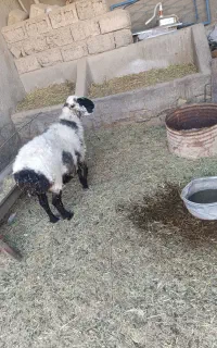 گوسفند