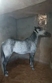 کری نریون وکری مادیون فقط سیاه