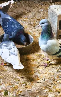 کبوتر شهری یال و بدرنگ
