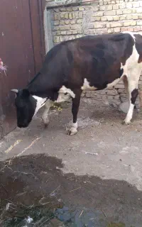 گاو هلشتان