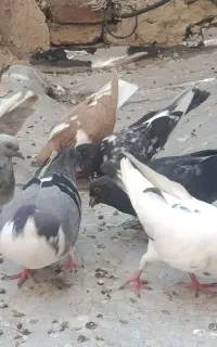 کبوتر