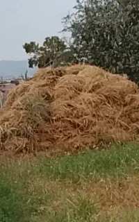 یونجه