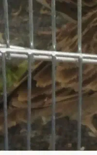 قناری،سهره،خ