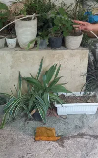 شیشه سکوریت دایره ای ۱۰ میل قطر۱۲۵سانت