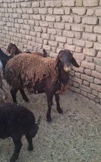 فروش گوسفند شیشک  قوچ همو دو قلوزا