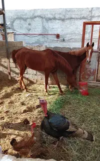 مادیان آبستن با کره مادیان یکساله