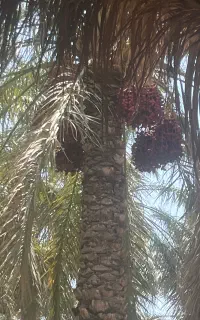 اجاره باغ امیر آباد