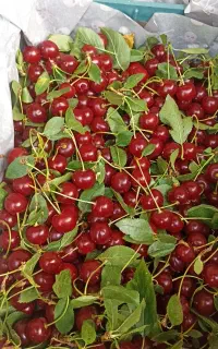 البالو محلی