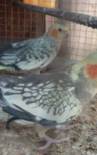 عروس هلندی