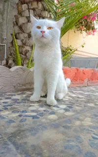 گربه پرشین ماده