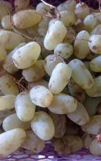 انگور قیمت مناسب
