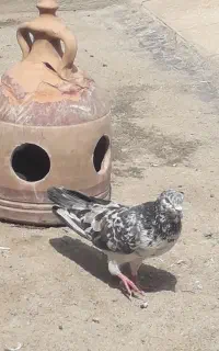 ۴ عدد نر پرشی ۲ تا ماده پرشی