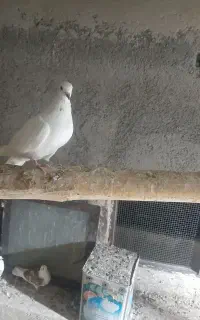 کبوتر