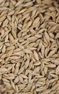 فروش جو محلی تمیز