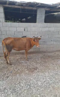 گاو جوان تلیسه  گوساله