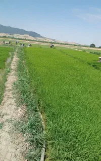بذر شالی فجر سوزنی نود روزه