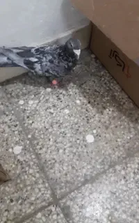 کبوتر گمشده