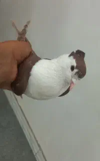 ۲کت