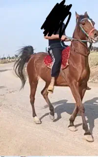 مسیراهواز شوش روستای بیت جاسم