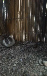 خرگوش ماده سرحال وزرنگ