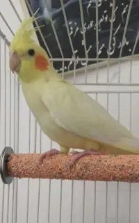 گمشده