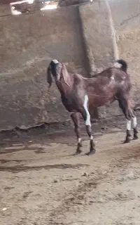 نربزدورگ ‌پاکستانی